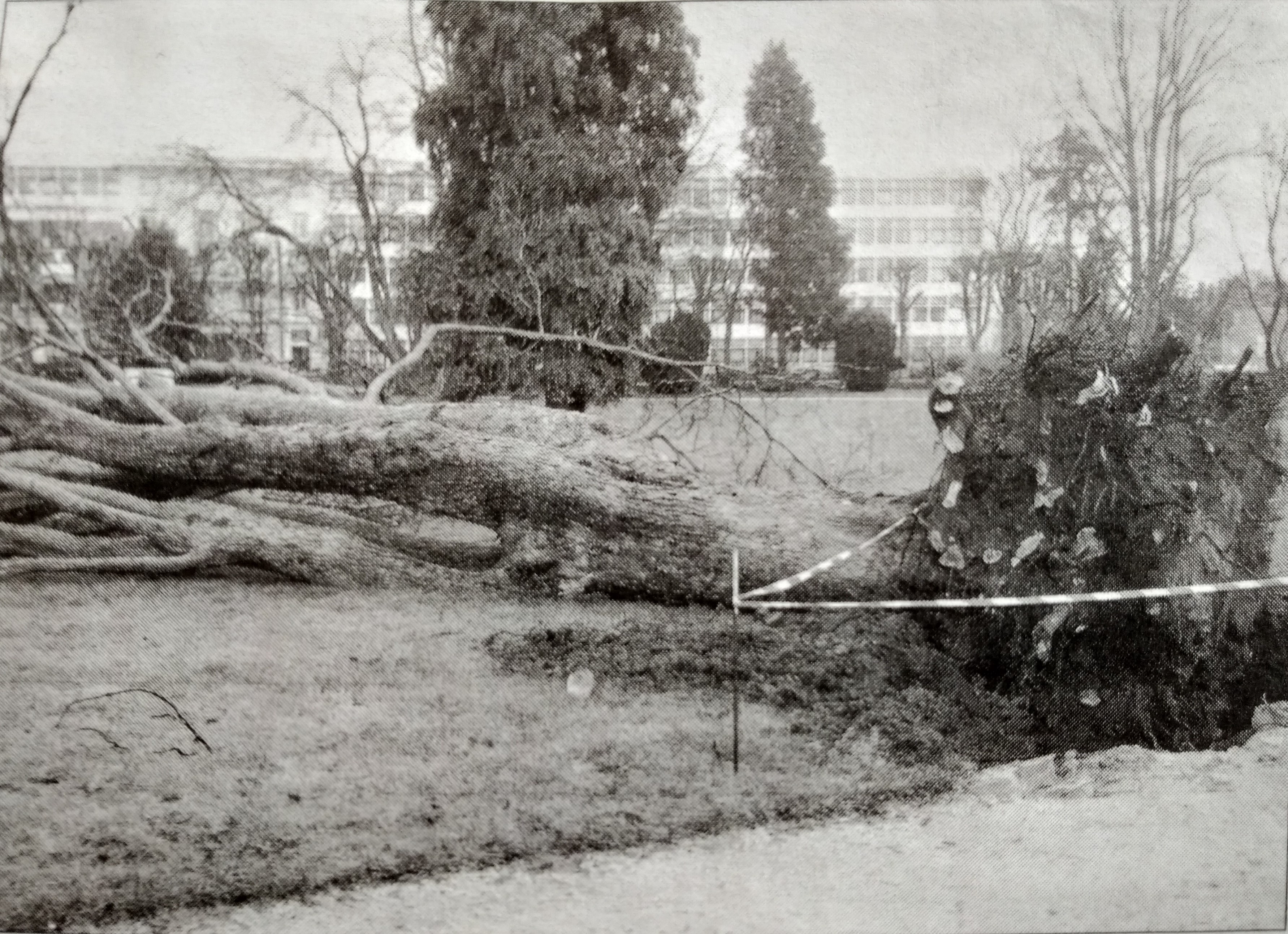 Chêne déraciné au parc Pasteur (© archives départementales - république du centre)