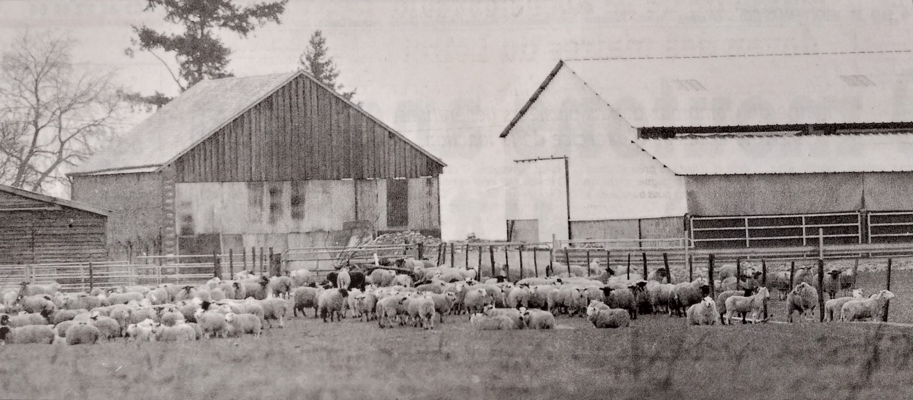 Mise en quarantaine de moutons (©archives départementales - république du centre)