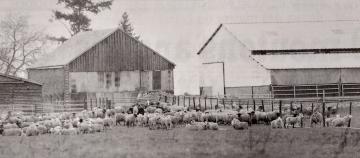 Mise en quarantaine des moutons à la ferme du Moulin de Ruan (© archives départementales – république du Centre)